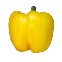 Yellow Bell Pepper 1 pc. (Capsicum annuum)