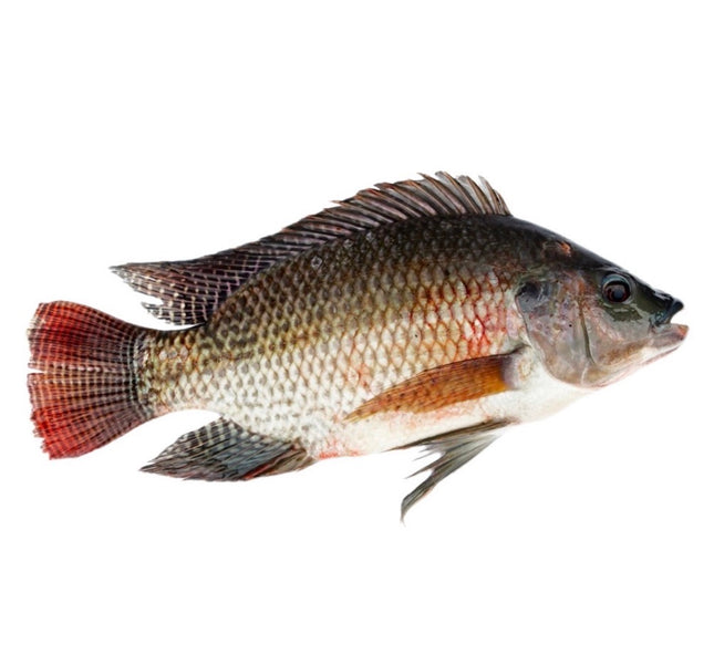 Black Tilapia 500-800g