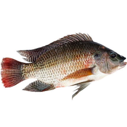 Sort Tilapia 800g+
