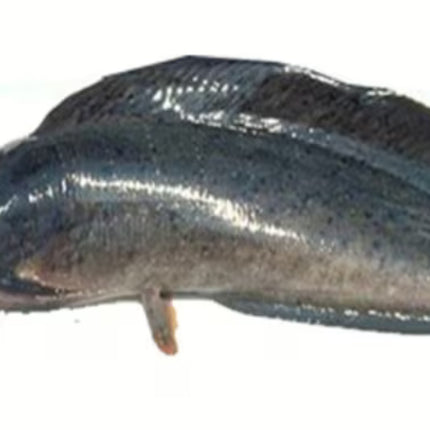 Bighead Catfish 900g