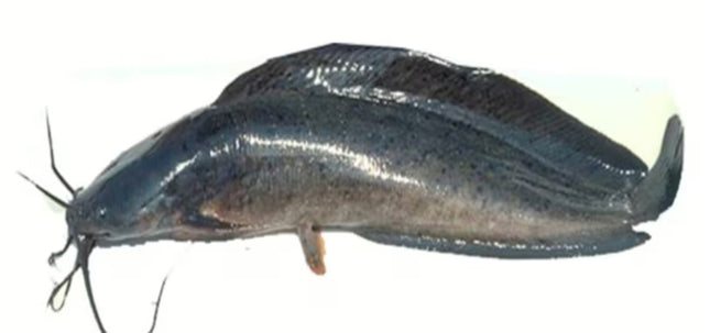 Bighead Catfish 900g