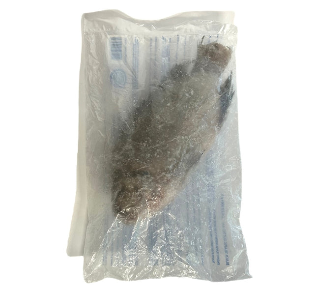 Sort Tilapia 800g+