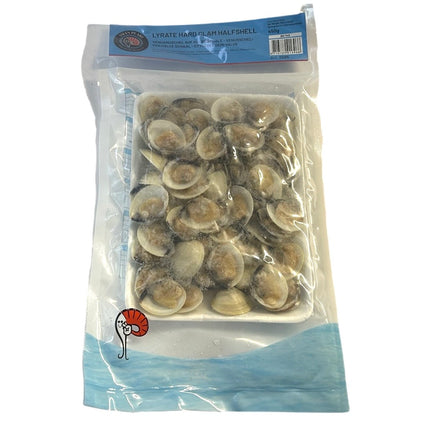 Lyrate Hard Clam Halfshell