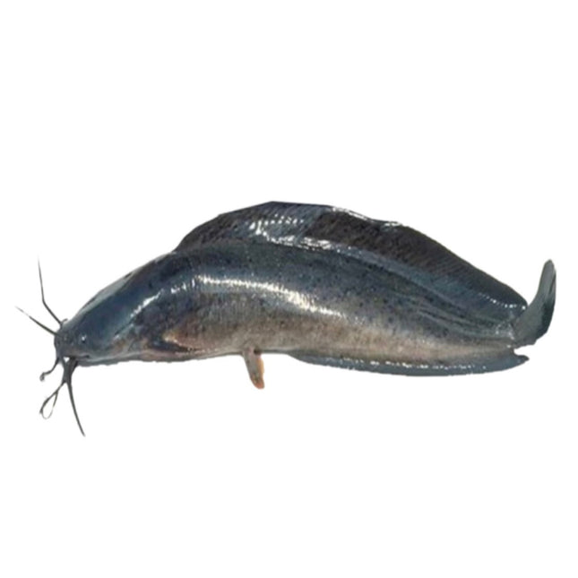 Bighead Catfish 900g