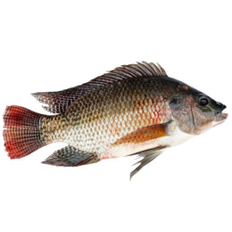 Black Tilapia 500-800g