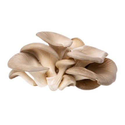 Østershatte 100g
