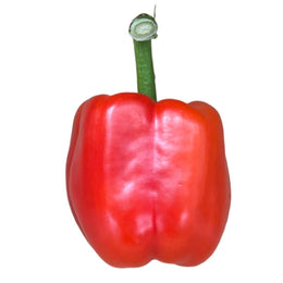 Red Bell Pepper 1 pc. (Capsicum annuum)