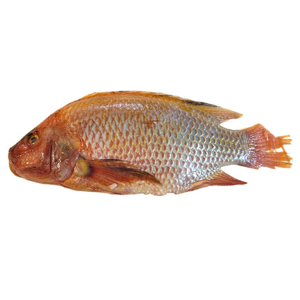 Rød Tilapia 750-950g pr. Kg