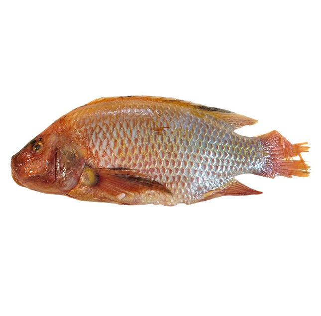 Rød Tilapia 750-950g pr. Kg