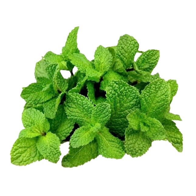 Frisk Mynte 100g