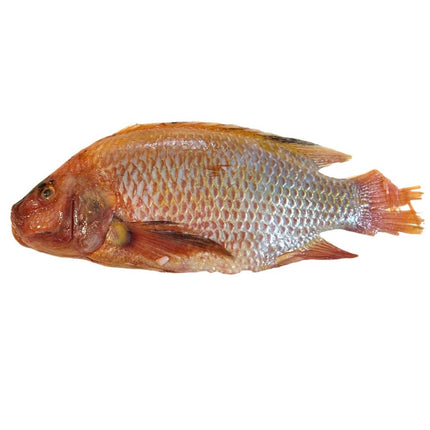 Rød Tilapia 750-950g pr. Kg