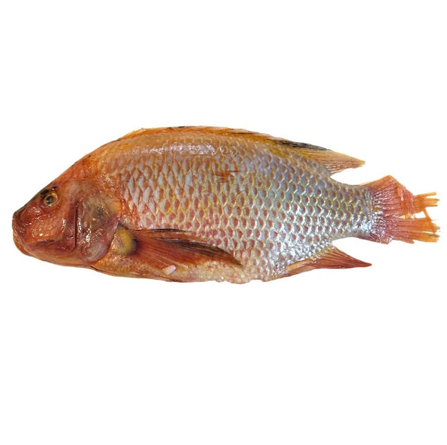 Rød Tilapia PR. KG.